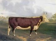 unknow artist, Cow 145